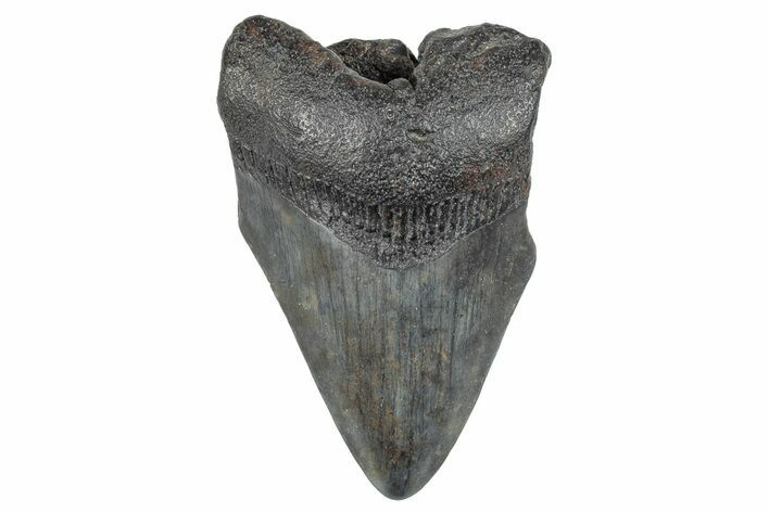 Partial Megalodon Tooth - South Carolina #274604